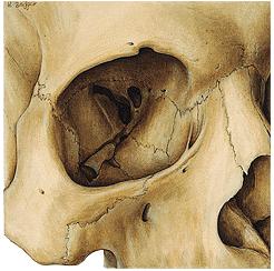 AZ ORBITA ÖSSZEKÖTTETÉSEI Fissura orbitalis superior Foramen