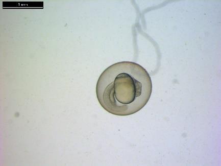 Az eredmények alapján ponty sperma vitrifikációja során az 1:100 hígítás javasolt, mivel az ivartermék magas sejtkoncentrációja miatt kisebb hígítással nem elegendő a hűtés