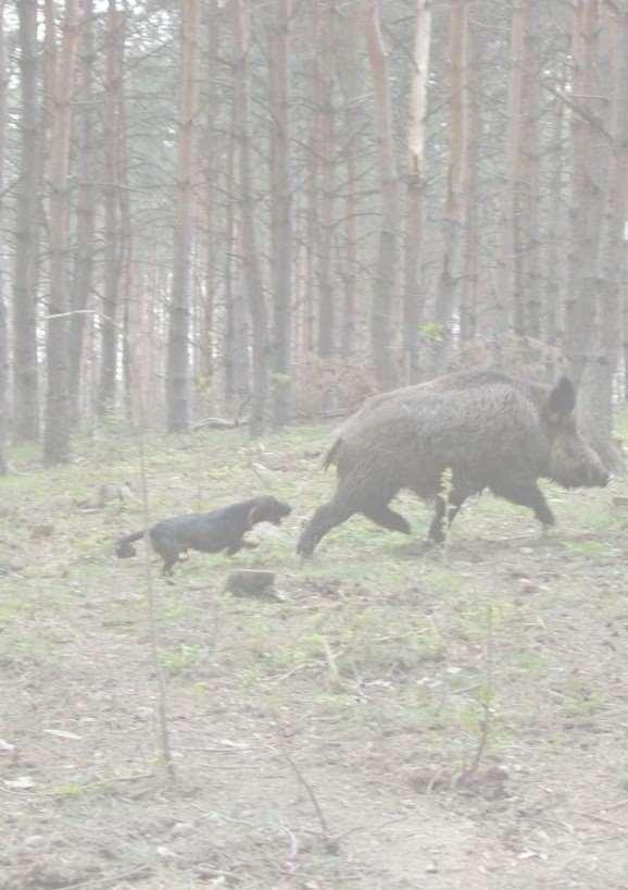 VADDISZNÓHAJTÁS ÉS TERELŐVADÁSZAT SCHWARZWILD TREIBJAGD UND RIEGELJAGD Hajtásdíj (7-15 puskás) (nap/fő) Standgeld (7 bis 15 Jäger) (Tag/Jäger) EUR 250.