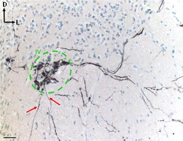 Kalibrációs vonal: 50 µm. 9. ábra: Az agytörzs keresztmetszeti képe a trochlearis mag szintjében.