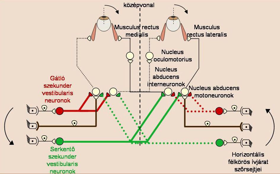 10. ábra: A horizontális félkörös ívjárat szőrsejtjeinek ingerülete következtében kialakuló vestibuloocularis reflex vázlatos rajza (Straka és Dieringer, 2004. után módosítva). A 10.