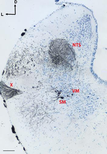 29. ábra: Keresztmetszet az agytörzsből az obextől rostralisan 1600 µm távolságra. A n.x. kobalt jelölése (Matesz és mtsai.