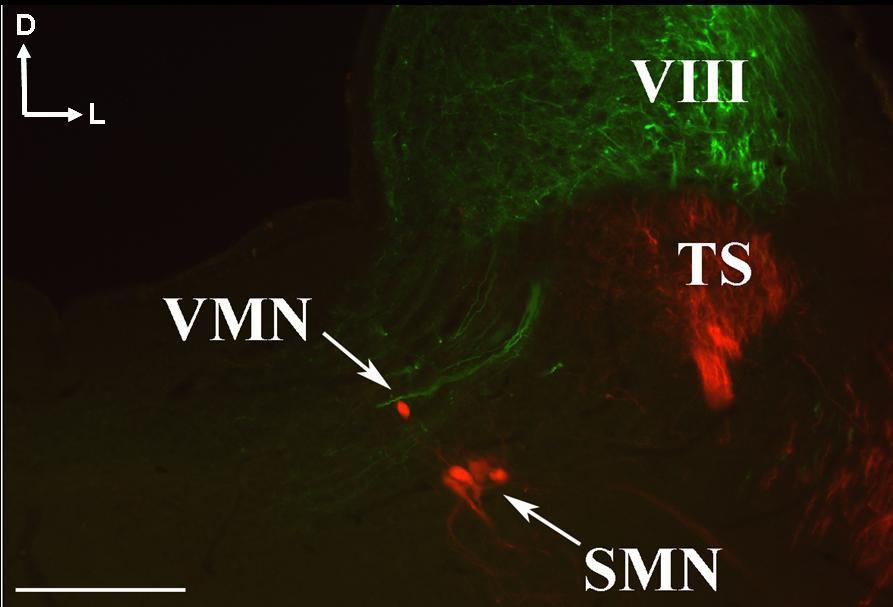 Kalibrációs vonal: 50 µm. 30. ábra.