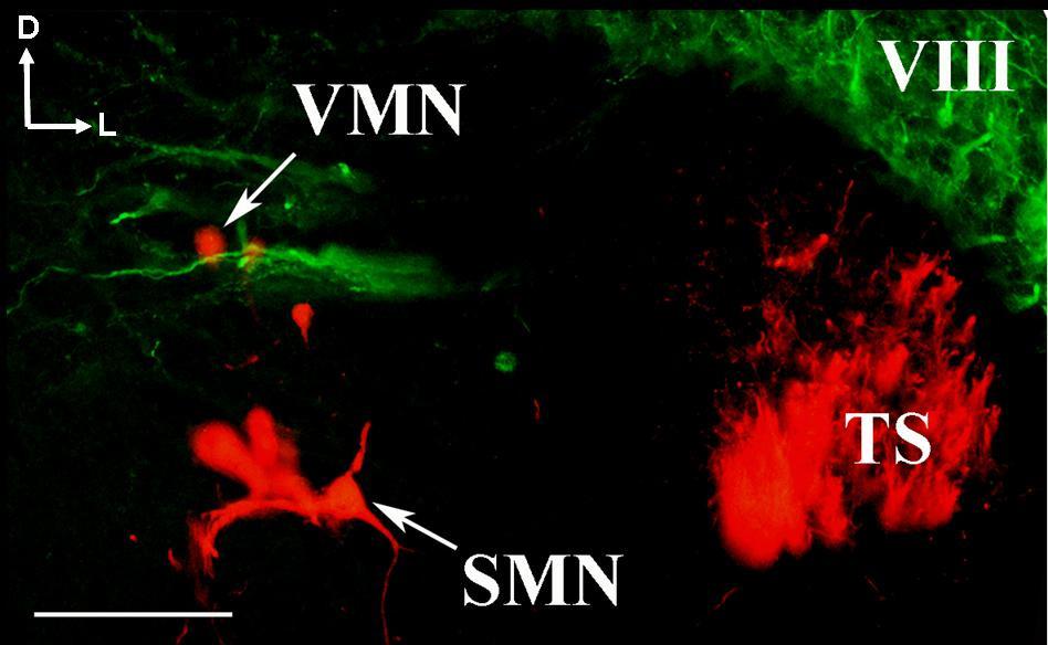 Kalibrációs vonal: 50 µm. 32.