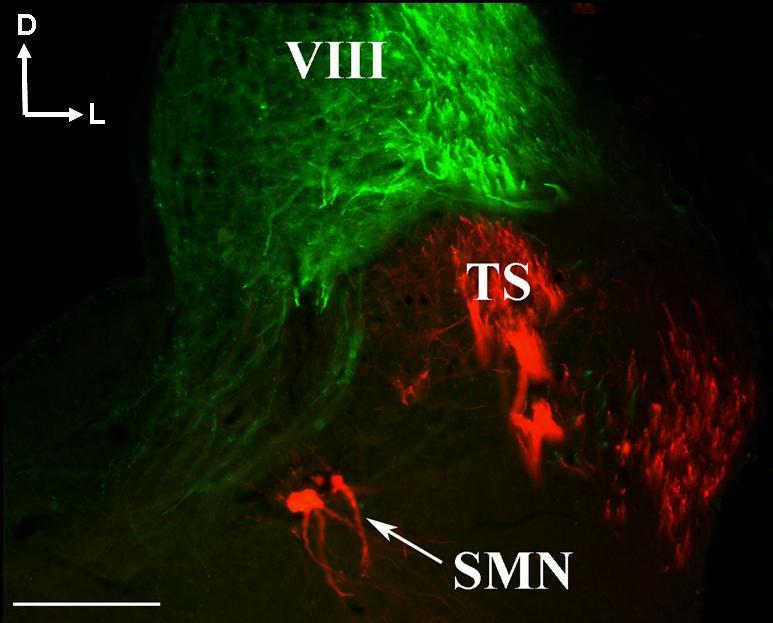 34. Ábra: Fluoreszcens mikroszkópos felvétel az agytörzs keresztmetszetéről az obextől rostralisan 1000 µm-re. VIII.