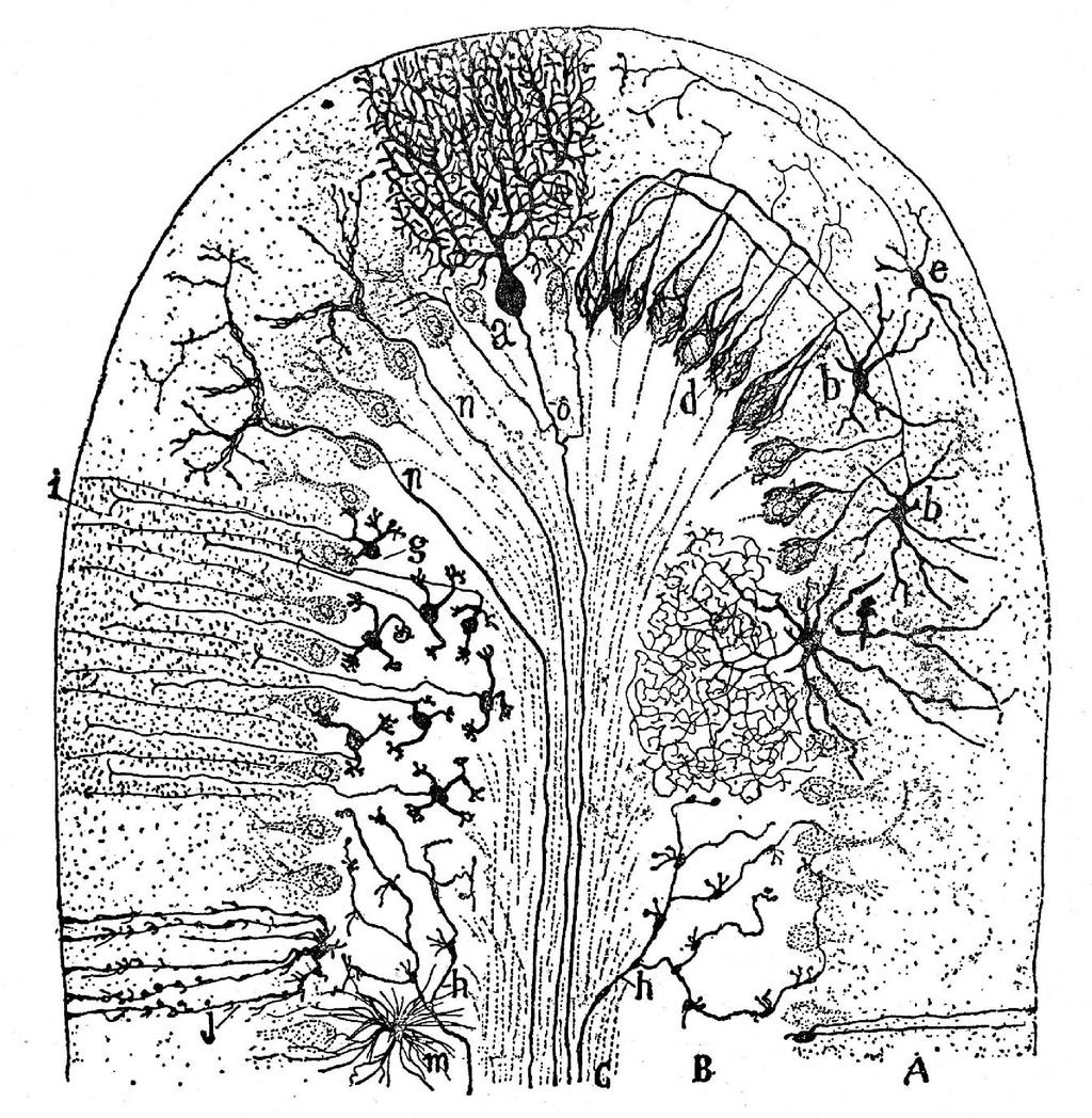 A KISAGYI FOLIUM: CORTEX NEURONJAI CAJAL EREDETI RAJZÁN a: Purkinje-sejt b: kosársejt f: Golgi-sejt g: szemcsesejt n: