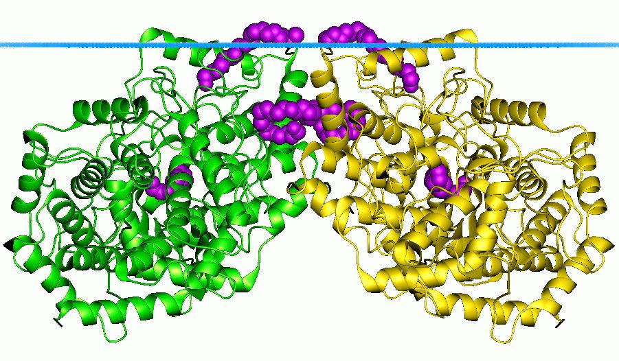 Koleszterin bioszintézise (addíció, izomerizáció, anionotrópia, elimináció): szteroidok bioszintézise: a szkvalénből egy enzim (terpenoid cikláz) alakítja ki a 4-gyűrűs szteránvázat szkvalén 30 50 3