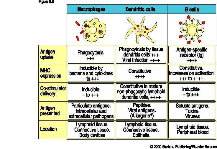 A professzionális APC-k tulajdonságai Makrofágok Dendritikus sejtek B-sejtek Lokalizáció Nyirokszövetek Kötőszövet, testüreg Epithél, szövetek afferens limfoid erek limfoid szövetek Limfoid szövetek,