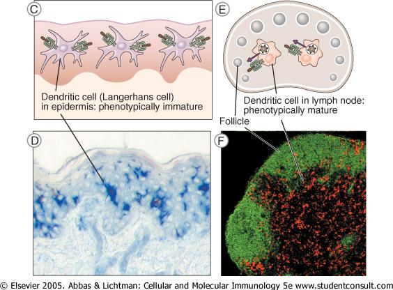 Dendritikus sejtek - DC Szerepe: - Az antigének szállítása - Migráció - Naiv T-sejtek aktiválása - Érés: MHC-II és B7 molekula nagy