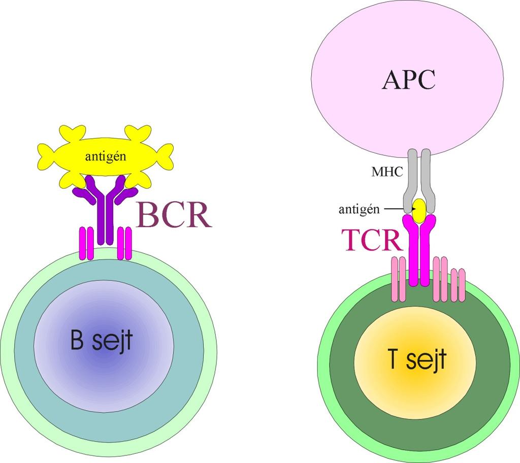 Antigén felismerés Peptid A T-sejtek az antigént kizárólag
