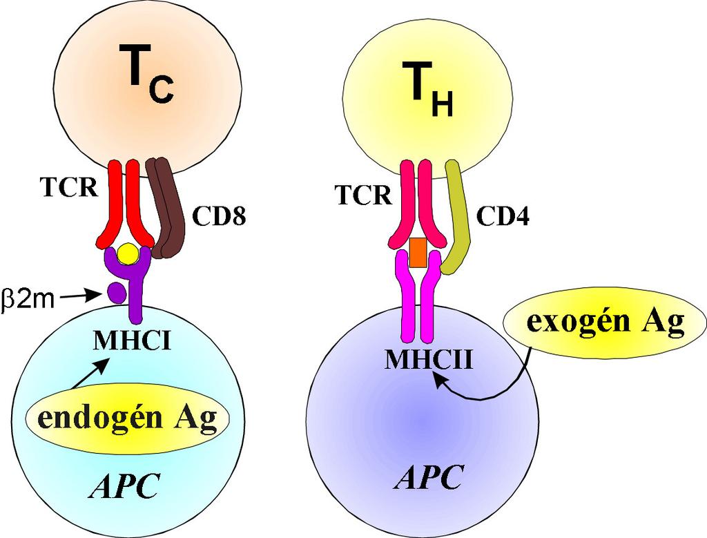 Az MHC függő antigén felismerés