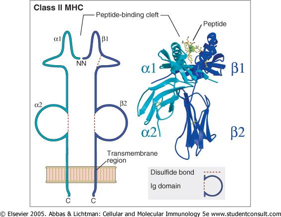 Az MHC-II molekula szerkezete polymorph α-lánc polymorph β-lánc MHC-II molekula