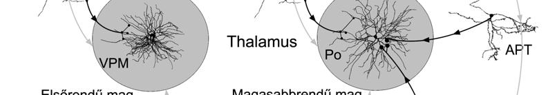 63.ábra: Az elsőrendű- és magasabbrendű thalamicus magok serkentő- és gátló