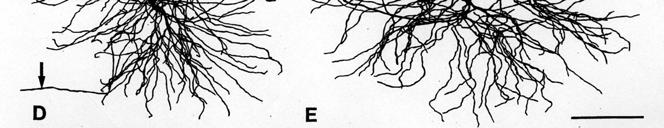 ábra: Relésejtek dendritfájának morfológiája Rekonstruált thalamocorticalis relésejtek patkányból (A-C), macskából (D) és makákóból (E). A nyílak az axonokat mutatják.