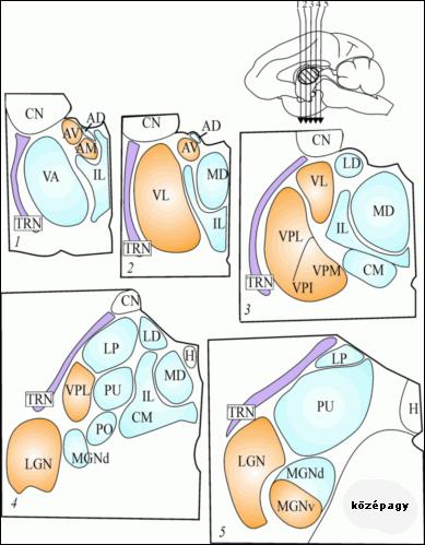 IMA: intramedulláris thalamius area; DLG: oldalsó térdestest; Po: poszterior mag; VPM: ventroposzterior mag;vpl: ventrolaterális mag; VPPC: ventroposzteriro mag parvicelluláris része; Rt: thalamicus