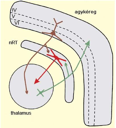 A reticularis gátlás A thalamusban a klasszikus felfogás szerint a gátlásért a lokális interneuronok és a dorzális thalamust körülölelő magban, a thalamicus reticularis magban (nrt) elhelyezkedő