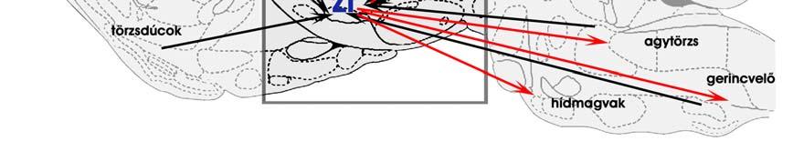 A ZI kapcsolatrendszere A ZI kiterjedt kapcsolatrendszerrel rendelkezik, bemenetet kap az agykéregből (cingulus, frontális, parietális területek) (Roger és Cadusseau 1985, Mitrofanis és