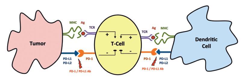 PD-1 gátlók: nivolumab, pembrolizumab, pidilizumab, PDR001