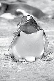 Különösen érdekelte őt a különböző pingvinkolóniák méretének növekedése. 1.