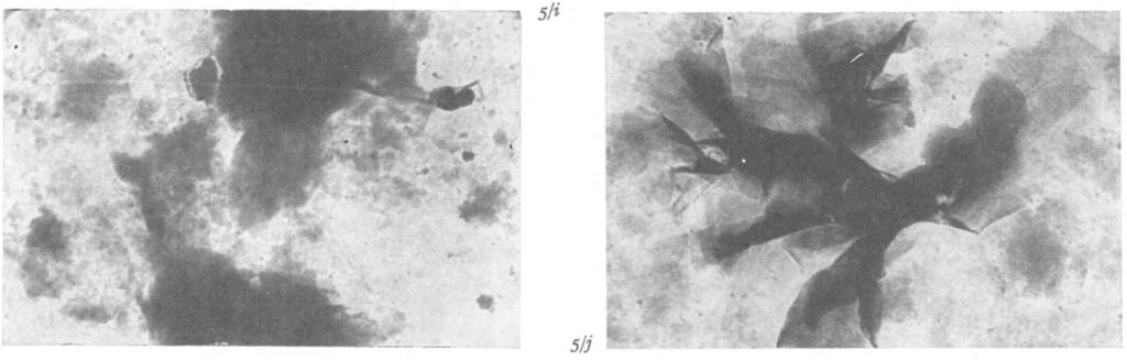 Electronmicrographs of (2 : 1) minerals.