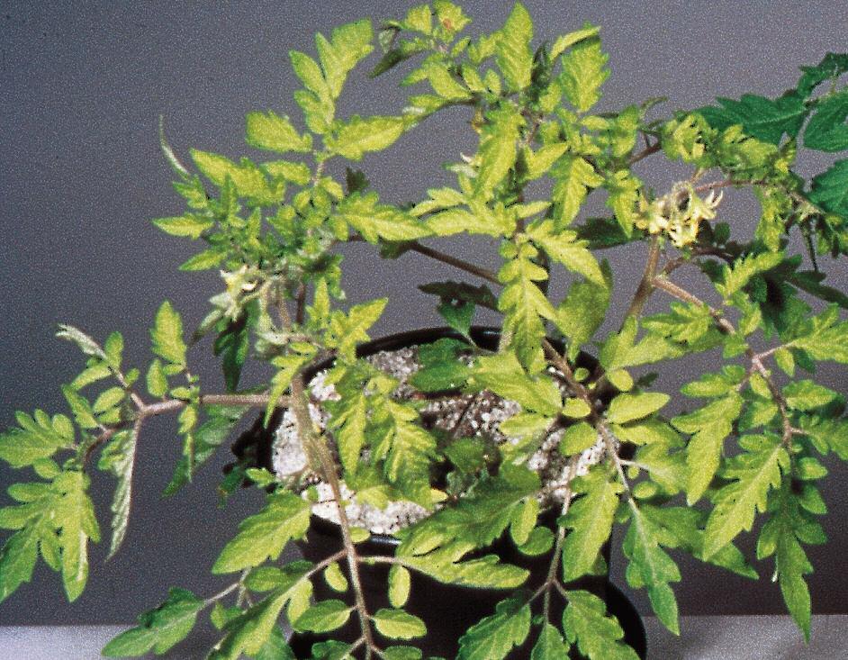 Tápanyag a növényben Kén 14 A növény a kén jelentős részét gyökerei segítségével a talajból veszi fel, de képes a levélen keresztül a levegő kéndioxidtartalmát is hasznosítani, ami a szerves