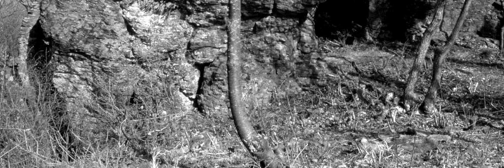 A lemezes (felső)