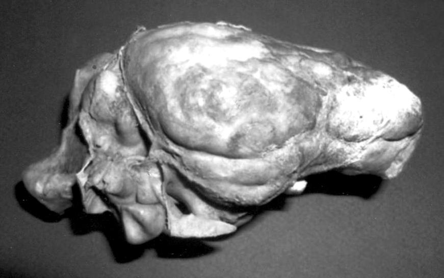 6. ábra.