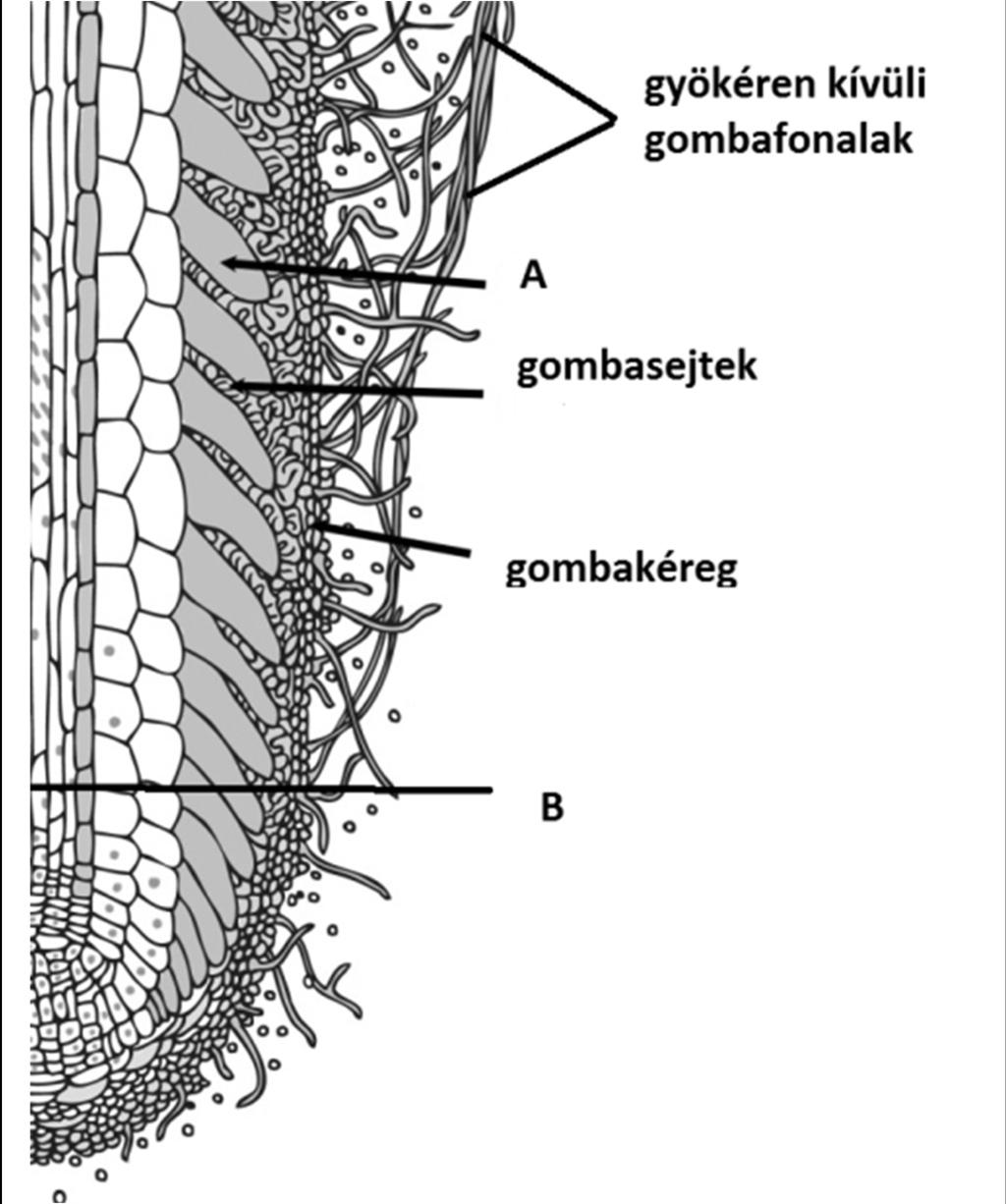 I. Különös együttélés 8 pont Az ábra fák gyökerével együtt élő gombafonalakat mutat be. Az A jelű részlet a gyökér bőrszöveti sejtjeinek nyúlványa. 1. Nevezze meg az A jelű részletet!. 2.