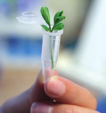 A fehérfűzfakéreg megfelelő alkalmazásával kiküszöbölhetők az egyes szalicilsav-tartalmú szerek emésztőrendszerre gyakorolt negatív hatásai.