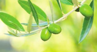 TEST- ÉS HAJÁPOLÁS Test- és hajápoló hatóanyagaink fő pillérét az aloe vera, az olívaolaj, a búzacsíraolaj, a levendula, a rozmaring és a shea vaj képezi.