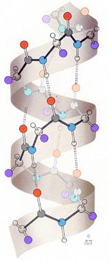 Hidrogénkötés víz peptidek DNS: bázispárok Klasszikus H-kötés feltételei: Nagy elektronegativitású atomhoz