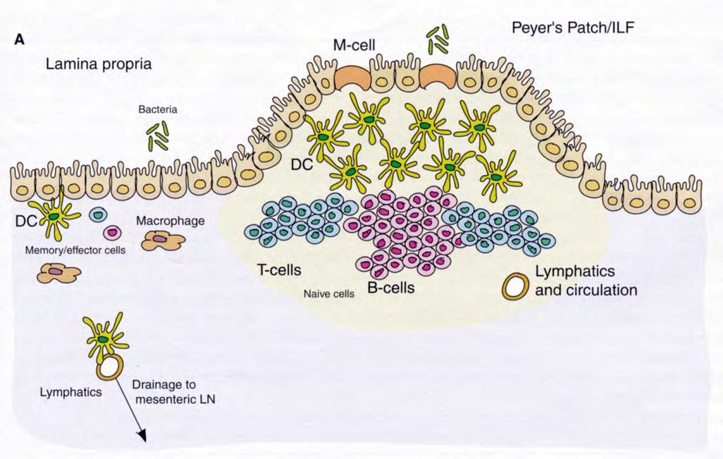 GALT : Peyer plakk
