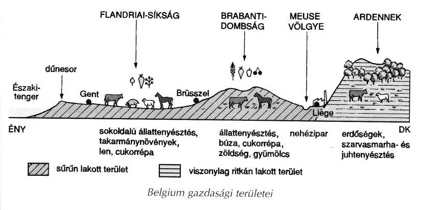 REGIONÁLIS FÖLDRAJZ Belgium É-D irányú keresztmetszete Holland-mélyföld keresztmetszete Belterjes mezőgazdaság A Benelux-államok, azon belül is Hollandia mezőgazdasága rendkívül magas színvonalú.