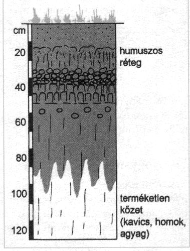 ÁLTALÁNOS TERMÉSZETFÖLDRAJZ Talajszintek, talajtípusok Három talajszintet különböztetünk meg: A szint: a talaj legfelső, humuszban leggazdagabb szintje.