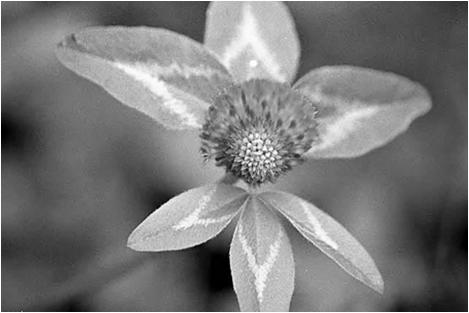 Vörös here (Trifolium pratense) Felhasználás: (zöldtakarmányként,) szénaként Kétéves Őz, muflon Taposást nem tűri, pergő levelek Talaj/termőhely: sekély termőrétegű talajokon, középkötött talajokon,