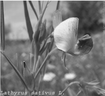 10 C-os talaj) sortávolság: 12 cm (vagy 24 cm) vetésmélység: 4-5 cm őrizni túrókukorica (sűrűn vetve) a váltók irányába Másodvetés (zöldtakarmánynak) magszórás tarlóra, talajba keverés tárcsával, v.