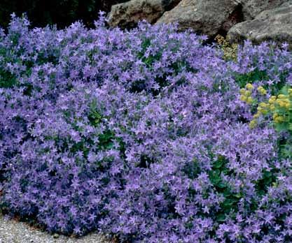 Bellefleur Campanula rapunculoides az első