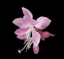 Geyser Pink Gypsophila