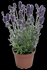 cerastioides Pixie Splash Lavandula angustifolia Mini