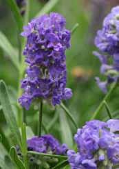 15-20 Ellagance Pink Ellagance Purple Mini Blue Lavandula