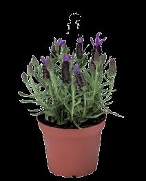 10-13 15 Castilliano Violet Everest Lavandula