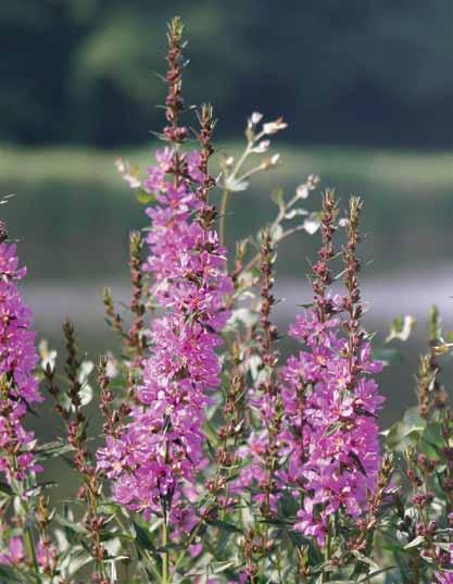 Lupinus polyphyllus