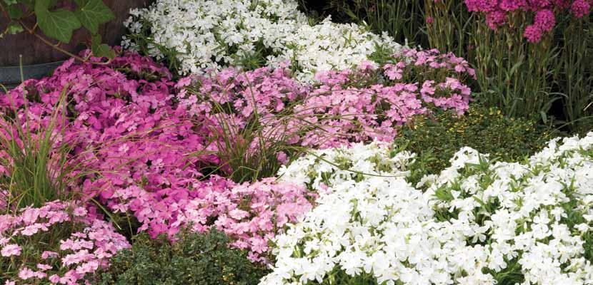 Phlox paniculata