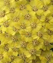 10-12 Achillea