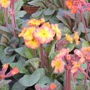 Primula vialii Red Hot