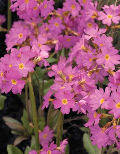 plants with many flowers