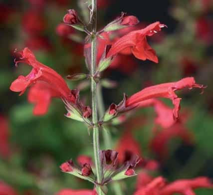 Salvia officinalis Salvia x