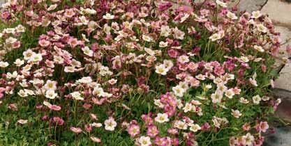 Saxifraga x arendsii