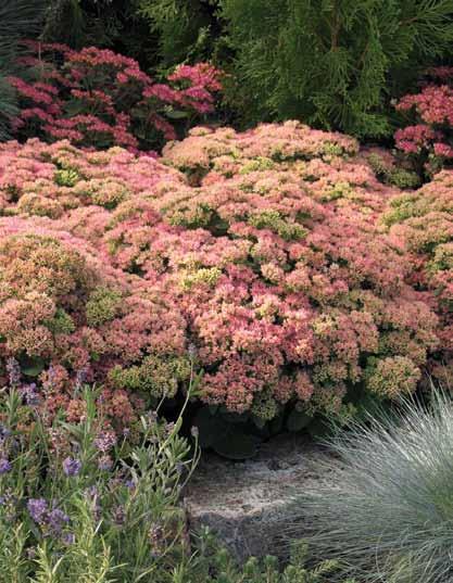 Sedum Sedum