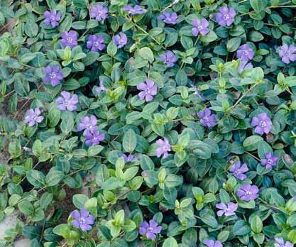 Thymus citriodorus Verbena